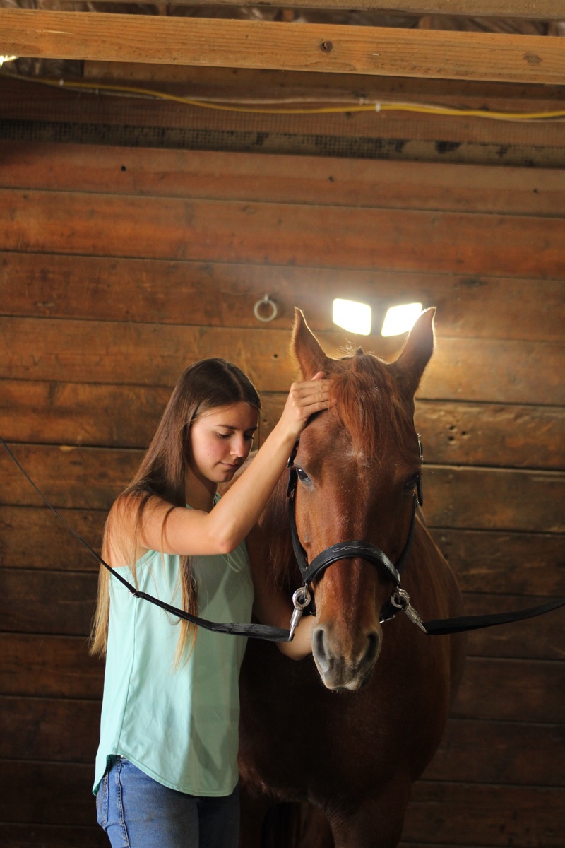 Juliet working on a chestnut horse's poll