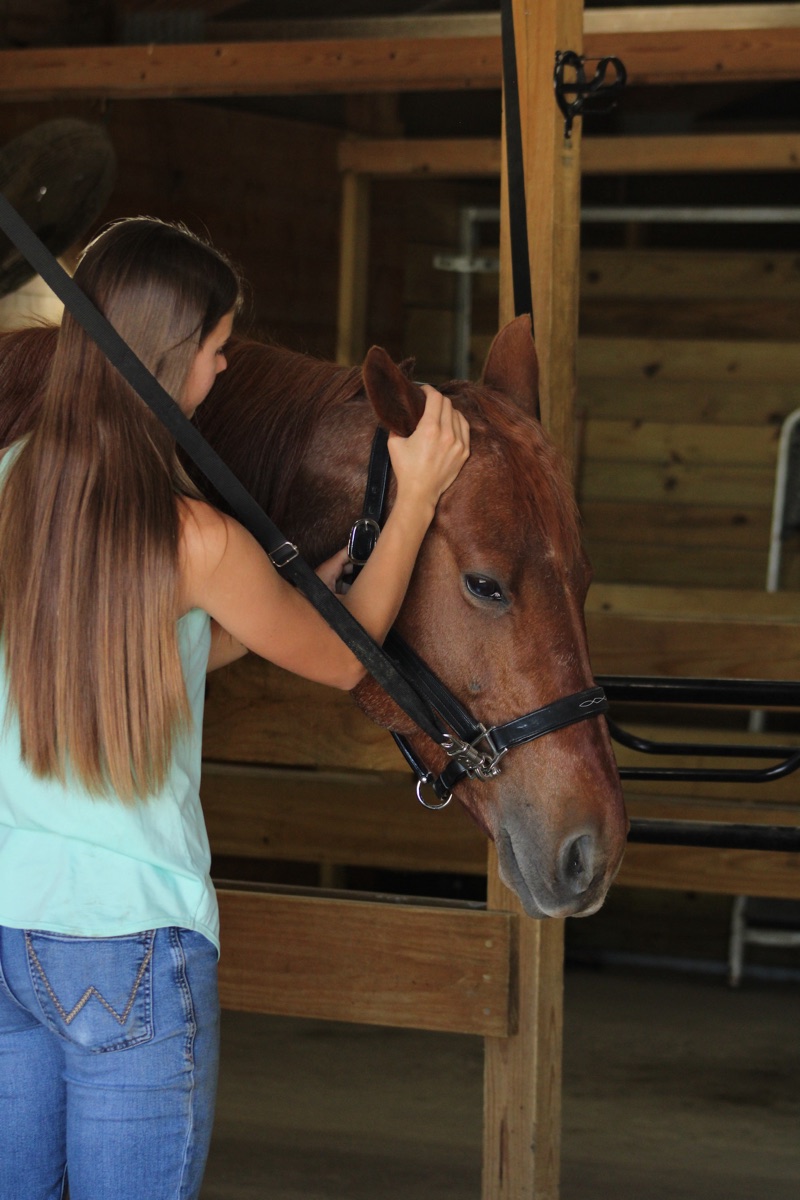 Equine consultation
