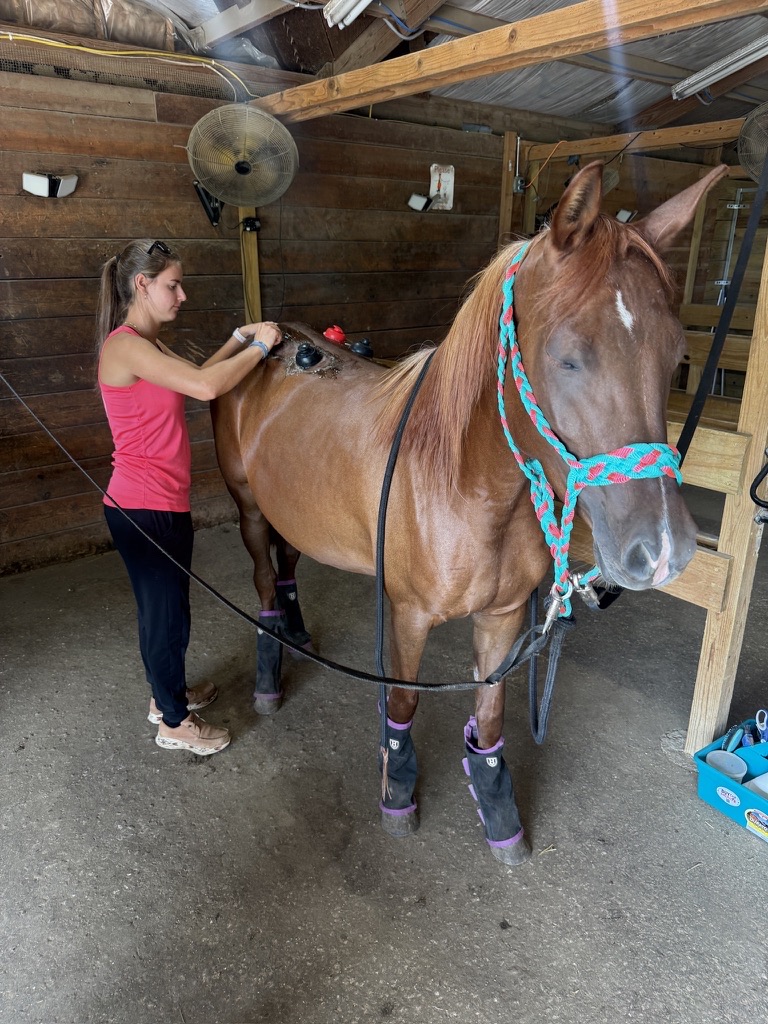 Juliet doing bodywork on a chestnut horse's back