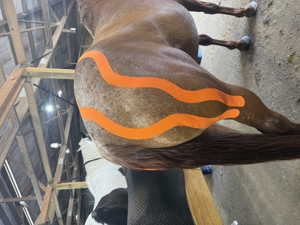 Orange kinesiology tape on a horse's hindquarters