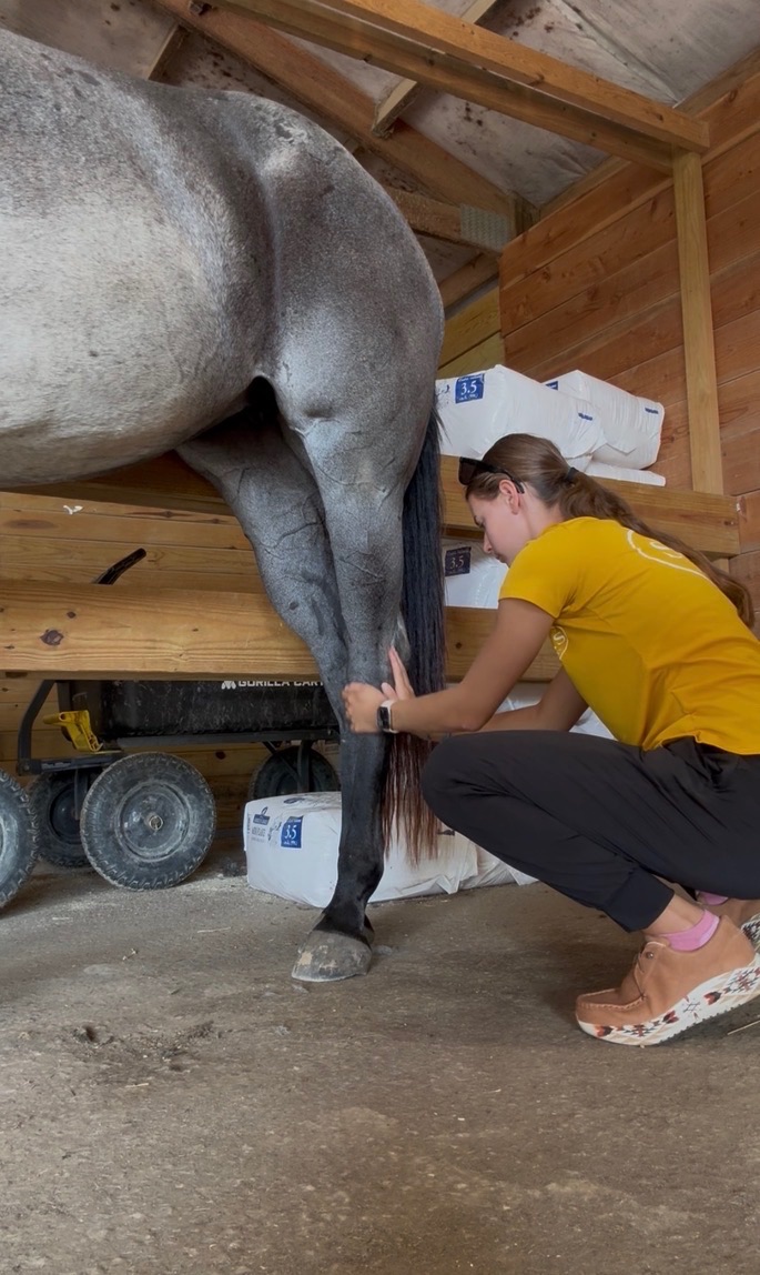 Juliet working on a gray horse's hind leg