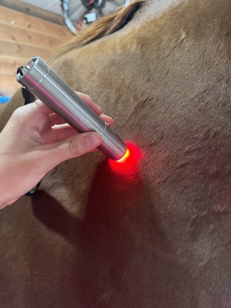 Handheld red light therapy on a horse's shoulder