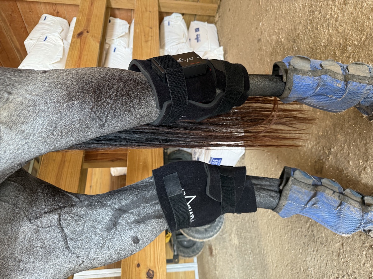 Therapy boots on a gray horse's hocks