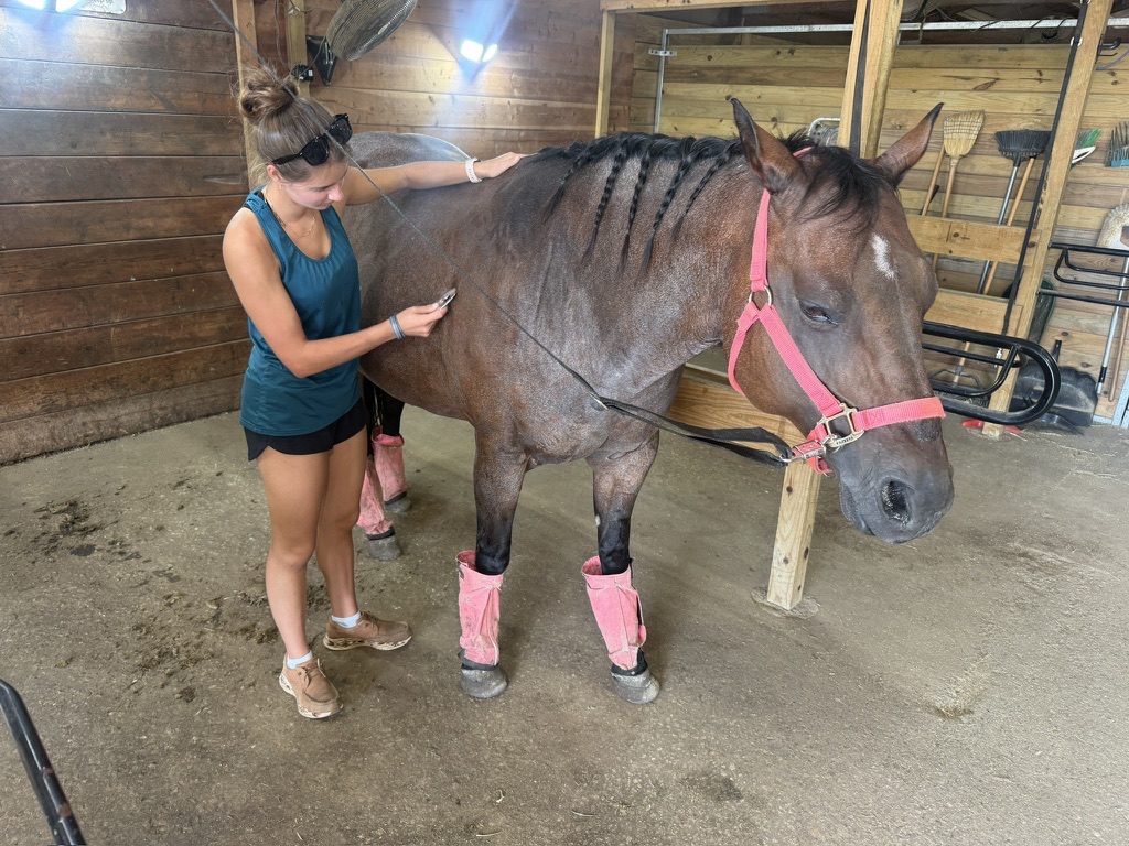Juliet doing bodywork on a bay horse in pink wraps