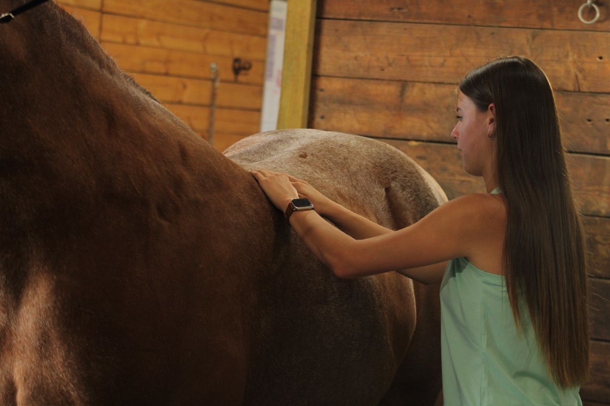 Equine massage