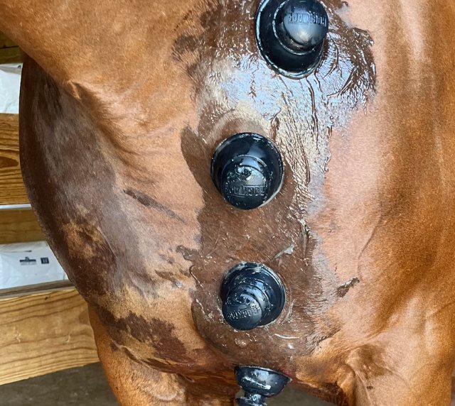 Cups on a horse's shoulder