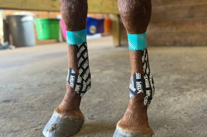 Kinesiology tape on a horse's front legs