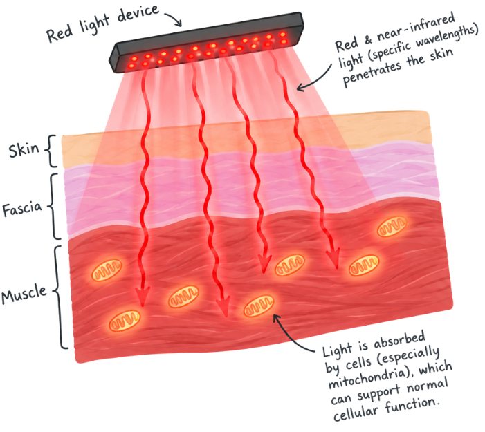 Diagram of a red light device shining red and near-infrared light through the skin and fascia into muscle, where the light is absorbed by cells, especially mitochondria, which can support normal cellular function.
